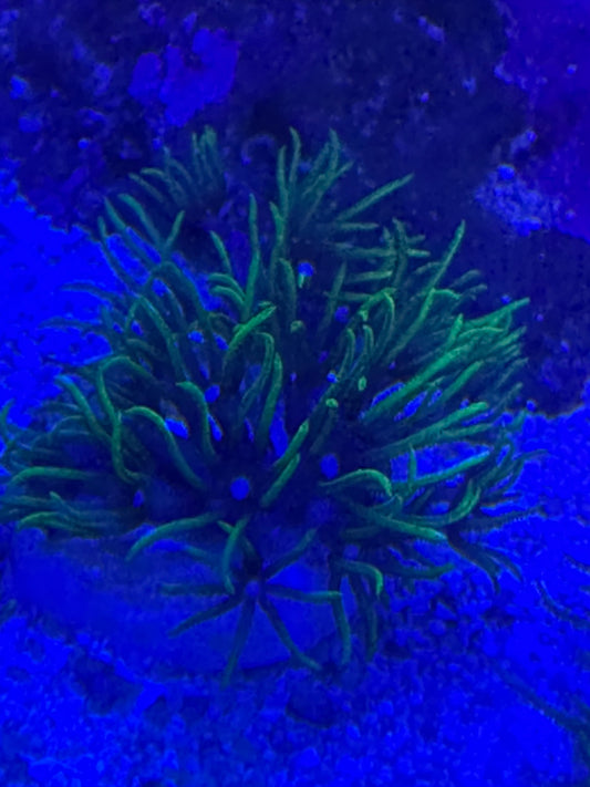 Green Star Polyps GSP Soft Coral Frag – Beginner Friendly