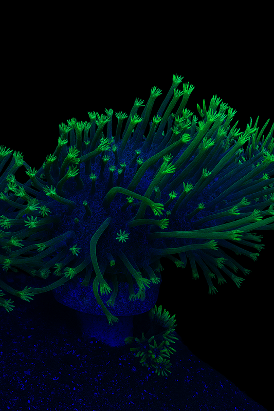 Green Neon Toadstool Leather Coral (Frag)