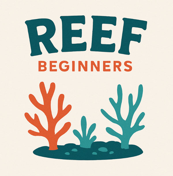 Reef beginners